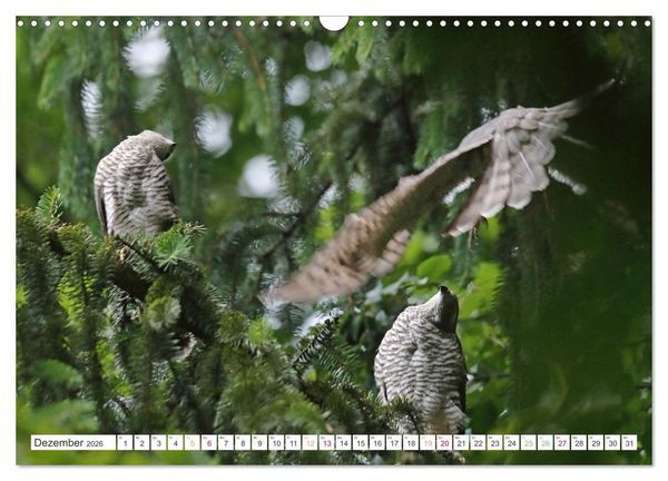 Produktbild: Sperber - Kleiner Vogel Greif (Wandkalender 2026 DIN A3 quer), CALVENDO Monatskalender