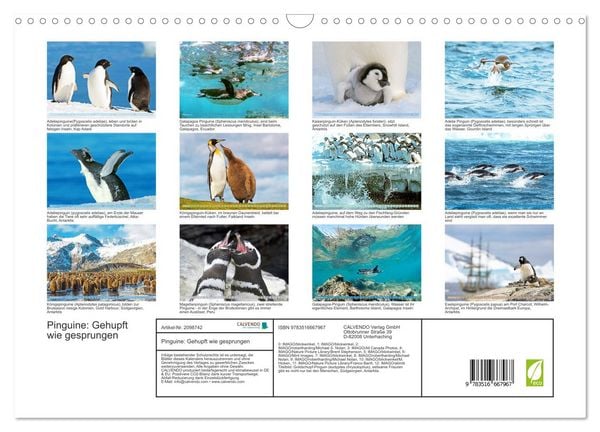Produktbild: Pinguine: Gehupft wie gesprungen (Wandkalender 2026 DIN A3 quer), CALVENDO Monatskalender