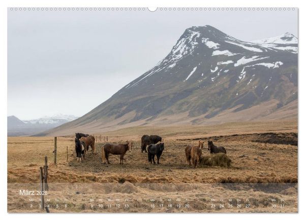 Produktbild: Islandpferde - Der T&ouml;lt Kalender (Wandkalender 2026 DIN A2 quer), CALVENDO Monatskalender