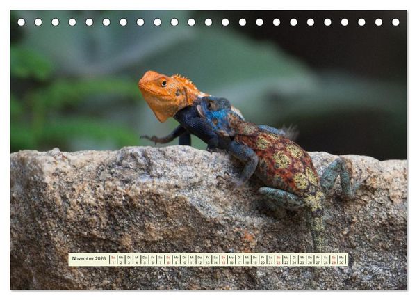 Produktbild: Reptilien des s&uuml;dlichen Afrikas (Tischkalender 2026 DIN A5 quer), CALVENDO Monatskalender