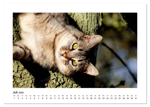 Produktbild: Stra&szlig;entiger auf Samtpfoten (Tischkalender 2026 DIN A5 quer), CALVENDO Monatskalender