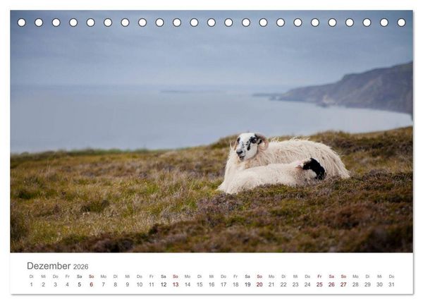 Produktbild: Schafe - Weich und wollig (Tischkalender 2026 DIN A5 quer), CALVENDO Monatskalender