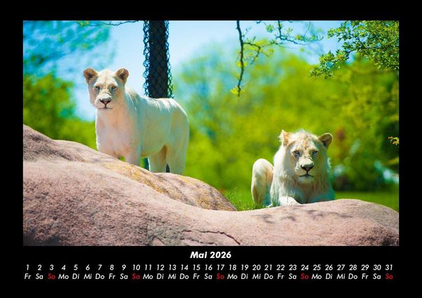 Produktbild: Der Tierkalender 2026 Fotokalender DIN A3
