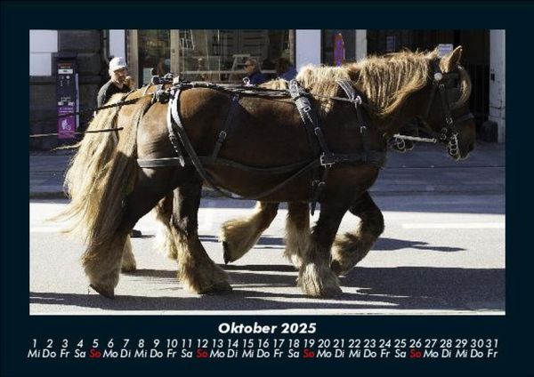 Produktbild: Pferde Kalender 2025 Fotokalender DIN A5