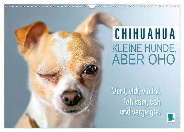 Chihuahua: Kleine Hunde, aber oho (Wandkalender 2026 DIN A3 quer), CALVENDO Monatskalender