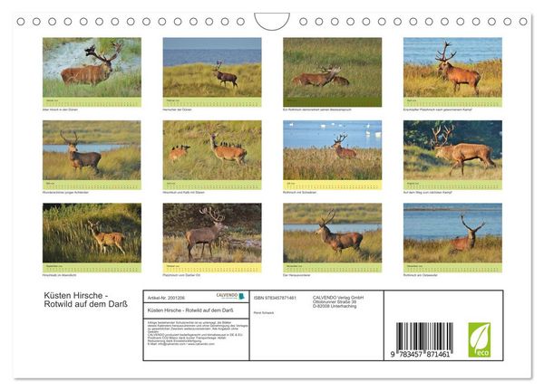 Produktbild: K&uuml;sten Hirsche - Rotwild auf dem Dar&szlig; (Wandkalender 2026 DIN A4 quer), CALVENDO Monatskalender