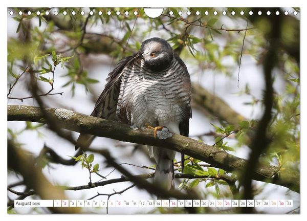 Produktbild: Sperber - Kleiner Vogel Greif (Wandkalender 2026 DIN A4 quer), CALVENDO Monatskalender