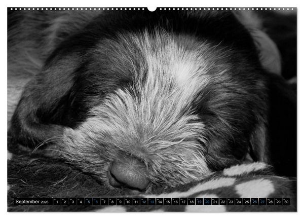 Produktbild: Carissimo Spinone Italiano (hochwertiger Premium Wandkalender 2026 DIN A2 quer), Kunstdruck in Hochglanz
