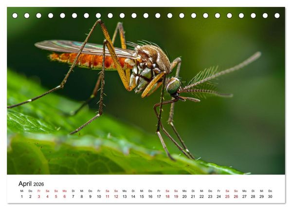 Produktbild: Insekten hautnah (Tischkalender 2026 DIN A5 quer), CALVENDO Monatskalender
