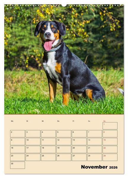Produktbild: Jahresplaner Entlebucher Sennenhund (Wandkalender 2026 DIN A2 hoch), CALVENDO Monatskalender