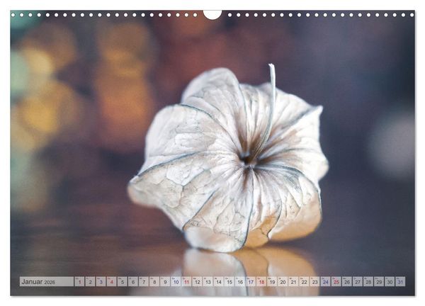 Produktbild: Kunstvolle Physalis-Kleine Frucht von gro&szlig;er Faszination (Wandkalender 2026 DIN A3 quer), CALVENDO Monatskalender