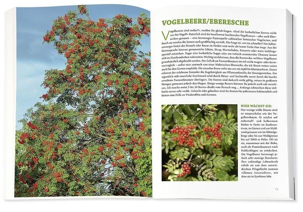 Produktbild: Die Wildpflanzen-Apotheke