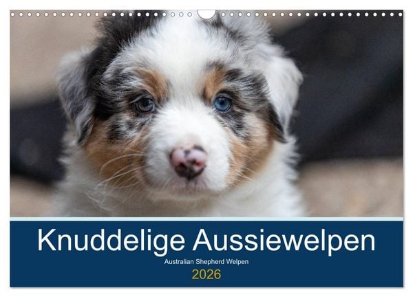 Produktbild: Australian Shepherd Welpen 2026 (Wandkalender 2026 DIN A3 quer), CALVENDO Monatskalender