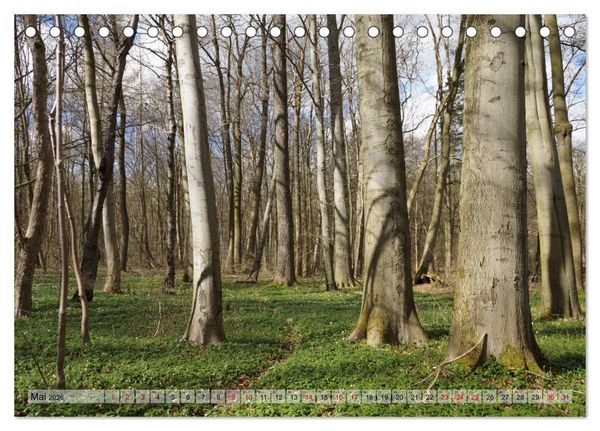 Produktbild: Der Hainich in Th&uuml;ringen - Weltnaturerbe (Tischkalender 2026 DIN A5 quer), CALVENDO Monatskalender