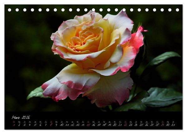 Produktbild: Rosen Romanze - Visuelle Musik (Tischkalender 2026 DIN A5 quer), CALVENDO Monatskalender