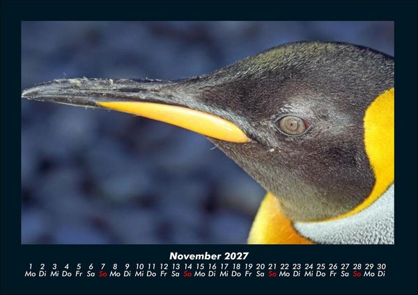 Produktbild: Pinguine & Eisb&auml;ren 2027 Fotokalender DIN A4