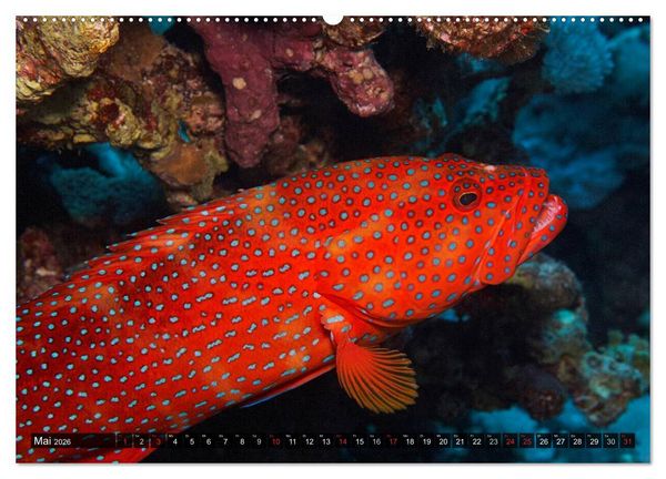 Produktbild: Tropische Unterwasserwelt (hochwertiger Premium Wandkalender 2026 DIN A2 quer), Kunstdruck in Hochglanz