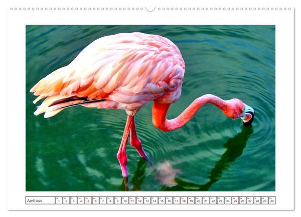 Produktbild: Pretty Flamingos in Cuba (hochwertiger Premium Wandkalender 2026 DIN A2 quer), Kunstdruck in Hochglanz