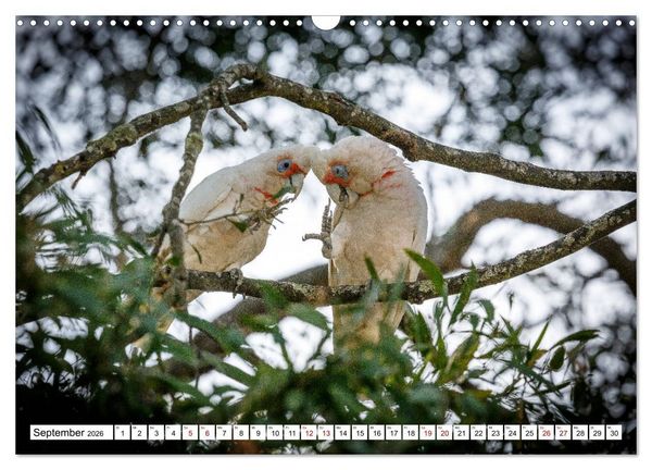 Produktbild: Wildlife Australien (Wandkalender 2026 DIN A3 quer), CALVENDO Monatskalender