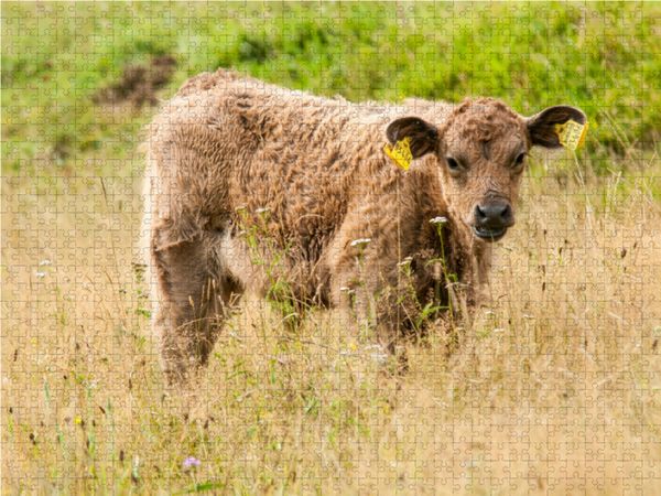 Produktbild: CALVENDO Puzzle Bezauberndes Galloway Kalb | 1000 Teile Lege-Gr&ouml;&szlig;e 64x48cm Foto-Puzzle f&uuml;r gl&uuml;ckliche Stunden