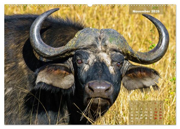 Produktbild: Faszinierende Tierwelt des Kruger National Parks (hochwertiger Premium Wandkalender 2026 DIN A2 quer), Kunstdruck in Hochglanz