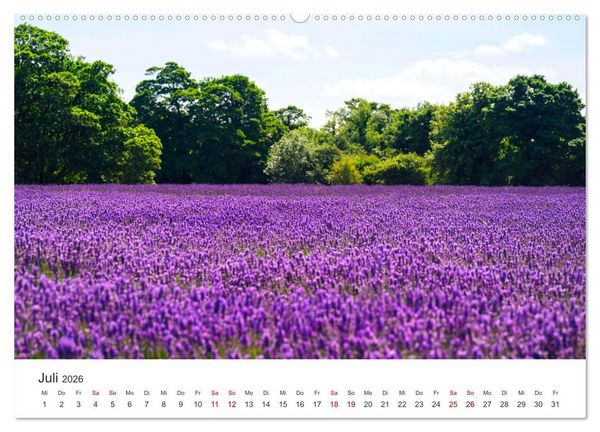 Produktbild: Lavendel - Die violette Wunderblume (hochwertiger Premium Wandkalender 2026 DIN A2 quer), Kunstdruck in Hochglanz