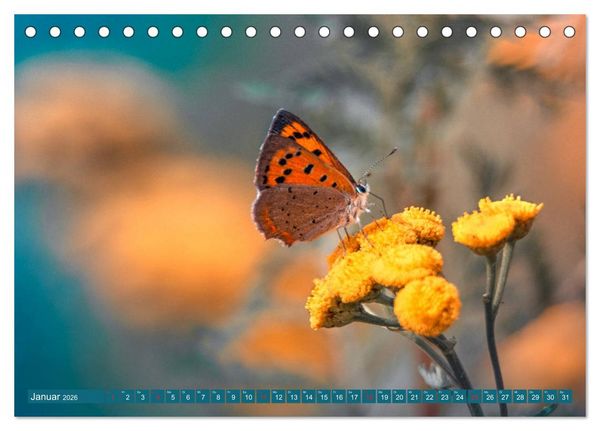 Produktbild: Schmetterlinge im Fokus (Tischkalender 2026 DIN A5 quer), CALVENDO Monatskalender