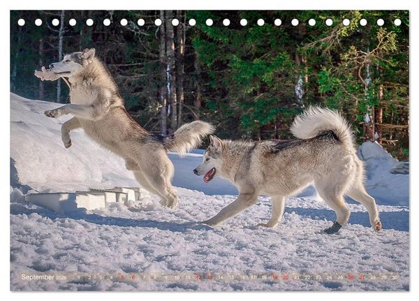 Produktbild: Alaskan Malamute in seinem Element (Tischkalender 2026 DIN A5 quer), CALVENDO Monatskalender