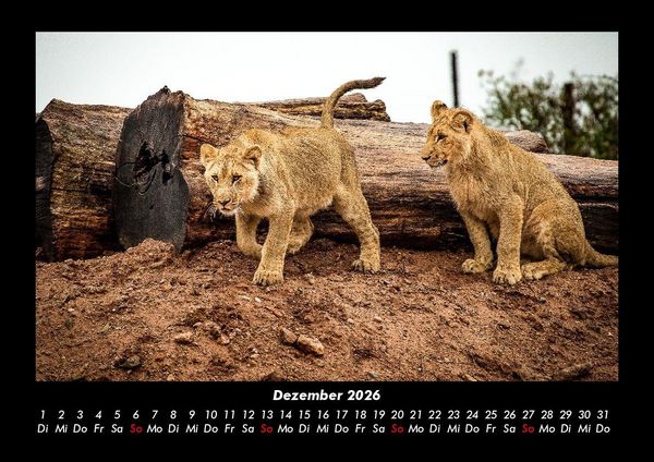 Produktbild: L&ouml;wen in der Wildnis 2026 Fotokalender DIN A3