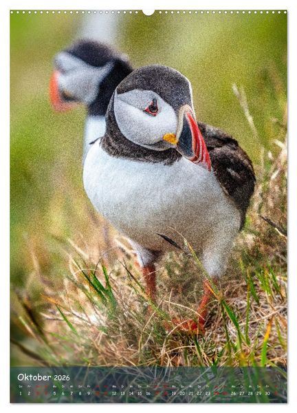 Produktbild: Naturerlebnis Puffin (hochwertiger Premium Wandkalender 2026 DIN A2 hoch), Kunstdruck in Hochglanz