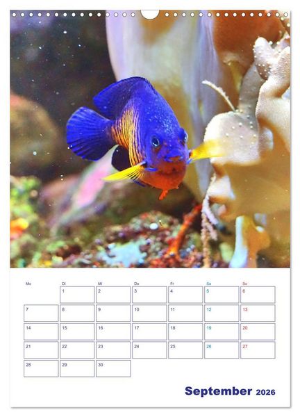Produktbild: Bunte Meereswelten (Wandkalender 2026 DIN A3 hoch), CALVENDO Monatskalender