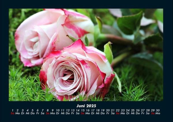 Produktbild: Rosen-Kalender 2025 Fotokalender DIN A4