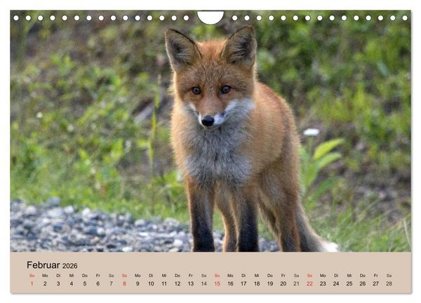 Produktbild: Der Fuchs. Bezaubernder Geselle (Wandkalender 2026 DIN A4 quer), CALVENDO Monatskalender