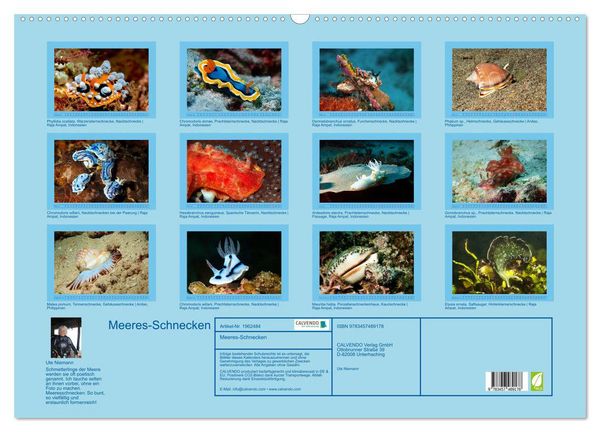 Produktbild: Meeres-Schnecken (Wandkalender 2026 DIN A2 quer), CALVENDO Monatskalender