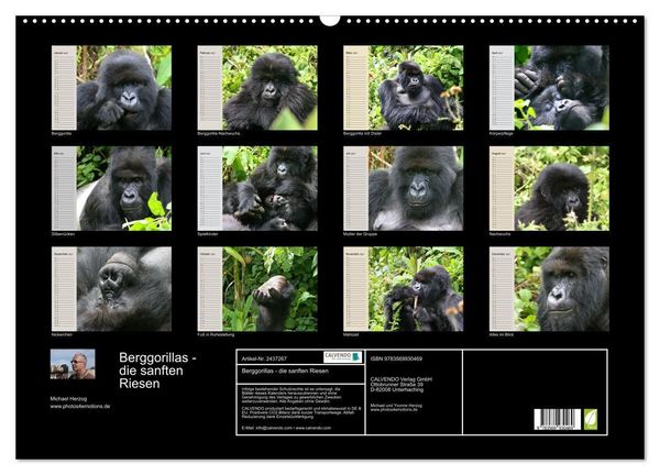 Produktbild: Berggorillas - die sanften Riesen (Wandkalender 2027 DIN A2 quer), CALVENDO Monatskalender