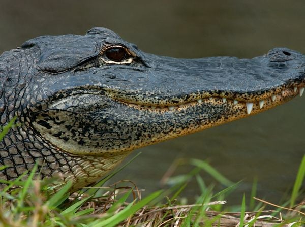 Produktbild: CALVENDO Puzzle Missisippi Alligator 2000 Teile Lege-Gr&ouml;&szlig;e 90 x 67 cm Foto-Puzzle Bild von Dieter-M. Wilczek