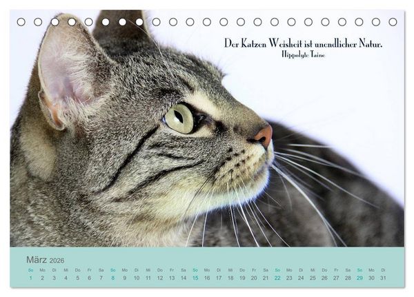 Produktbild: Katzenzitate 2026 (Tischkalender 2026 DIN A5 quer), CALVENDO Monatskalender
