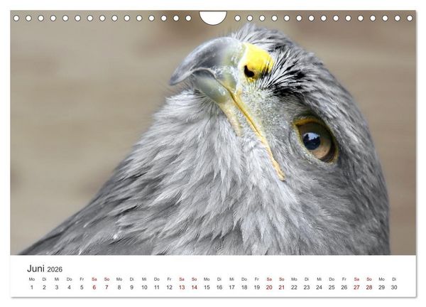 Produktbild: GREIFVOGEL- UND EULENPORTR&Auml;TS (Wandkalender 2026 DIN A4 quer), CALVENDO Monatskalender