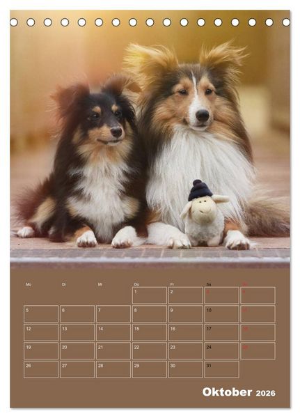 Produktbild: SHELTIES Herzensbrecher auf 4 Pfoten (Tischkalender 2026 DIN A5 hoch), CALVENDO Monatskalender