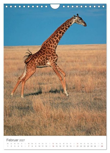 Produktbild: Magie des Augenblicks - Giraffen - Riesen der Savanne (Wandkalender 2027 DIN A4 hoch), CALVENDO Monatskalender