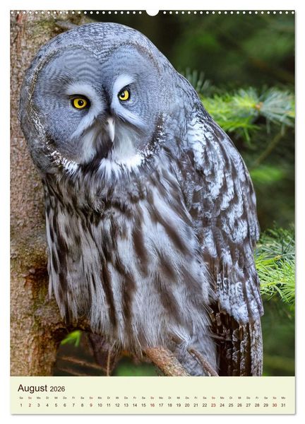 Produktbild: Scheue Waldv&ouml;gel (hochwertiger Premium Wandkalender 2026 DIN A2 hoch), Kunstdruck in Hochglanz