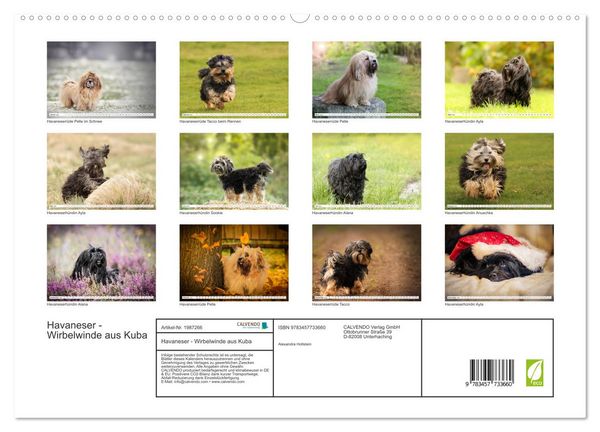 Produktbild: Havaneser - Wirbelwinde aus Kuba (hochwertiger Premium Wandkalender 2026 DIN A2 quer), Kunstdruck in Hochglanz