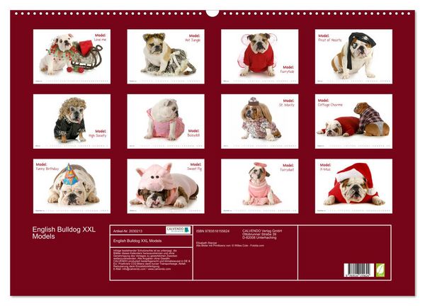 Produktbild: English Bulldog XXL Models (Wandkalender 2026 DIN A2 quer), CALVENDO Monatskalender
