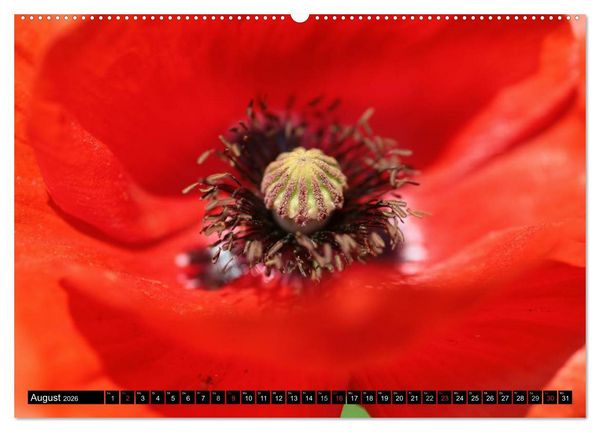 Produktbild: Mohnblumen (hochwertiger Premium Wandkalender 2026 DIN A2 quer), Kunstdruck in Hochglanz