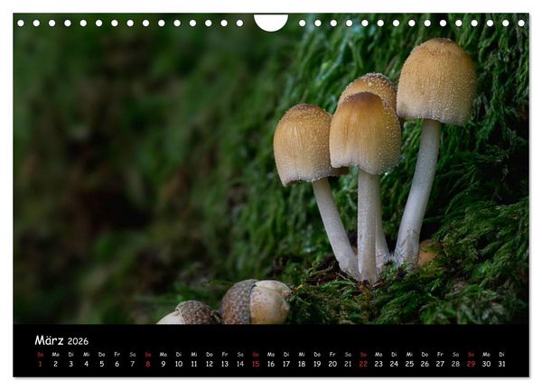 Produktbild: Pilzgalerie (Wandkalender 2026 DIN A4 quer), CALVENDO Monatskalender