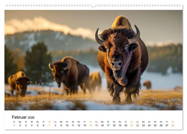 Produktbild: B&uuml;ffel - Ikonen der Wildnis (Wandkalender 2026 DIN A2 quer), CALVENDO Monatskalender