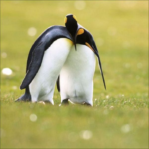 Produktbild: Pinguine 2027