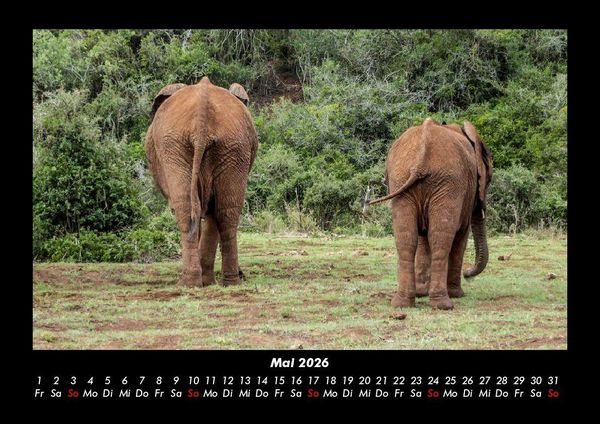 Produktbild: Der Elefantenkalender 2026 Fotokalender DIN A3