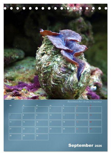 Produktbild: Bunte Riffbewohner - Fische, Anemonen und noch viel mehr (Tischkalender 2026 DIN A5 hoch), CALVENDO Monatskalender
