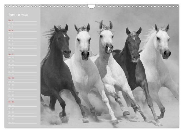 Produktbild: Arabische Pferde (Wandkalender 2026 DIN A3 quer), CALVENDO Monatskalender